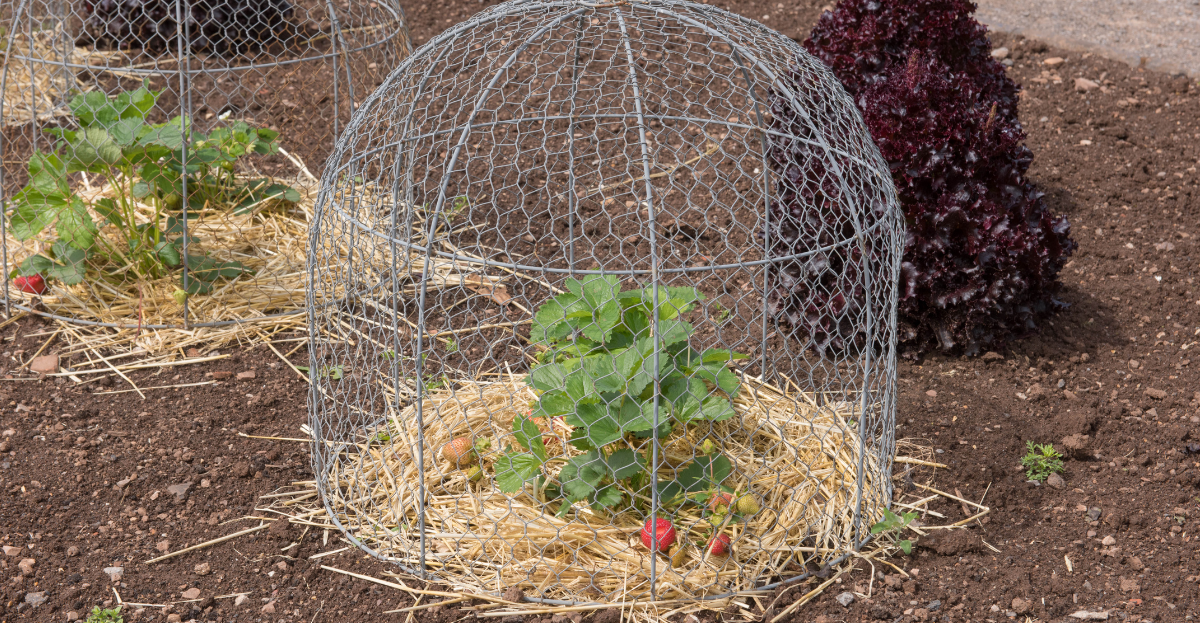 Fruit cage over strawberry